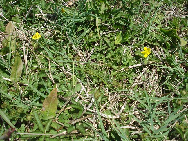 Potentilla sp.