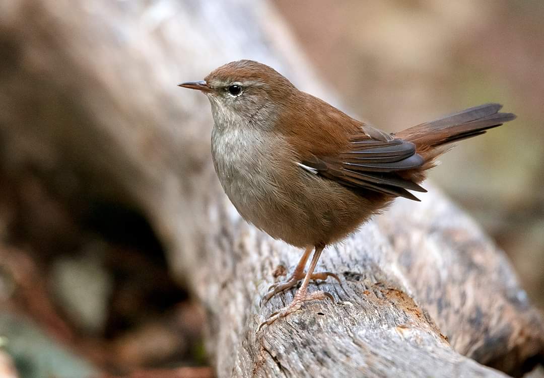 Forapaglie? No, Usignolo di fiume (Cettia cetti)