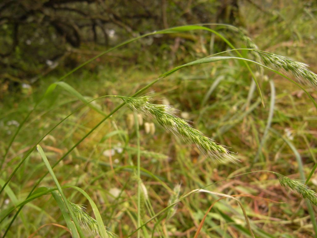 Cynosurus elegans