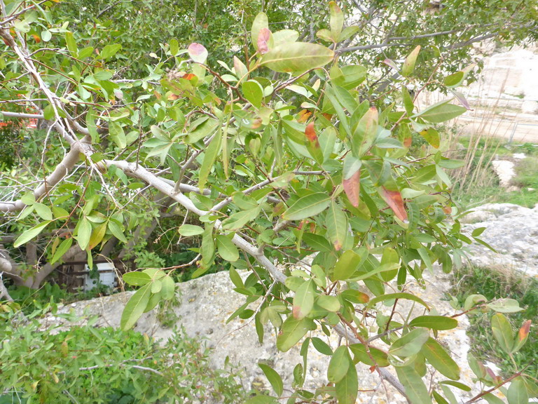 Albero invasivo o alieno per la Sardegna?