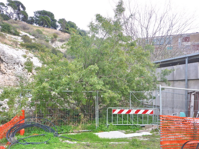 Albero invasivo o alieno per la Sardegna?