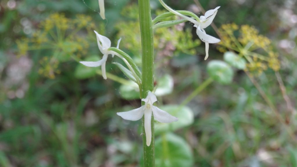 platanthera kuenkelei