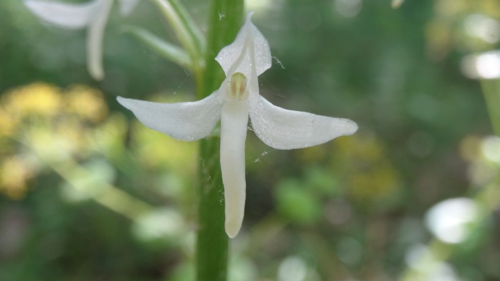 platanthera kuenkelei