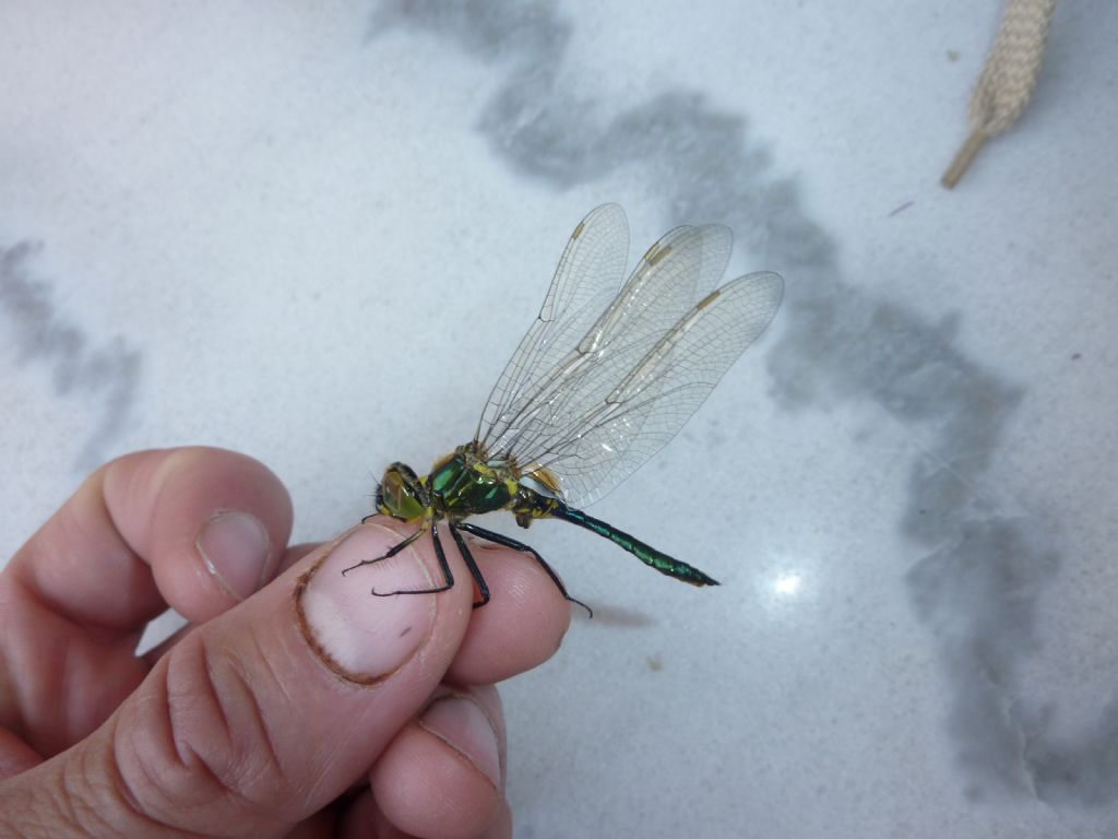 Libellula di Bellano (LC)