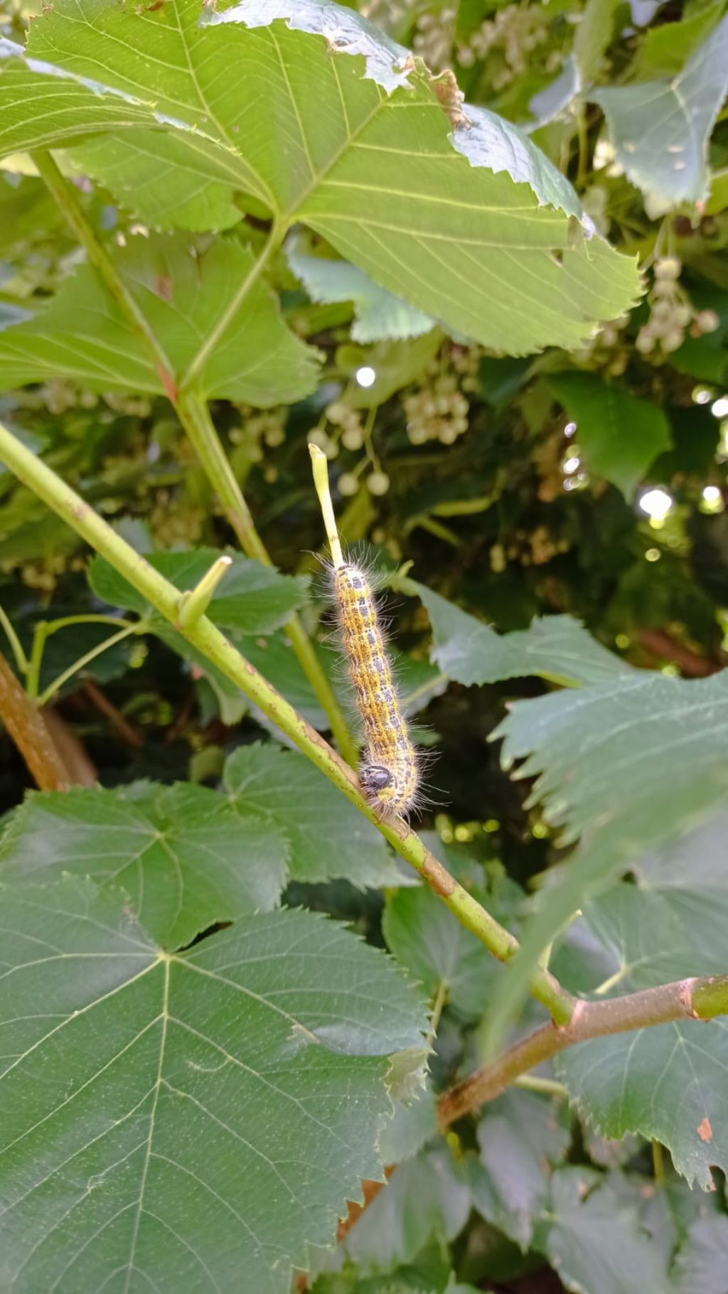 Larve defogliatrici su tiglio: Phalera bucephala - Notodontidae