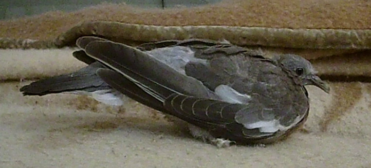 Qualcuno sa dire che uccello  questo?  giovane colombaccio (Columba palumbus)