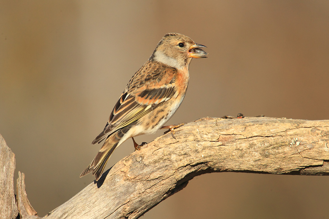 Peppola (Fringilla montifringilla)