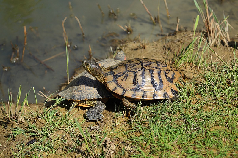 Tartaruga acquatica