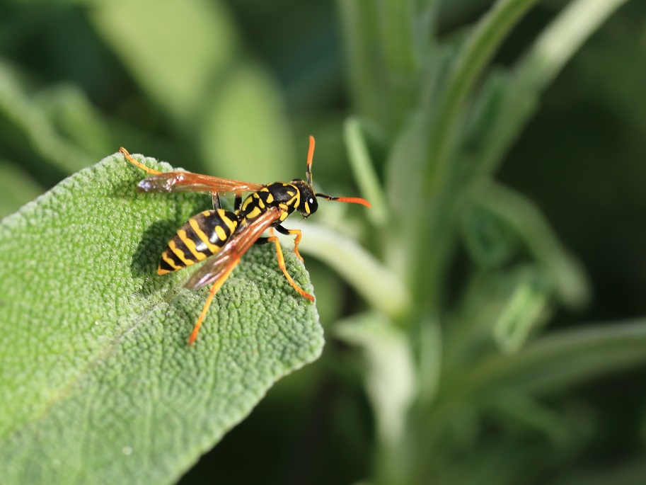 Che vespa ?  Polistes sp.