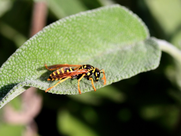 Che vespa ?  Polistes sp.