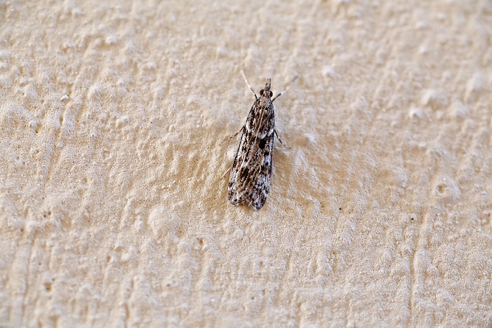 Eudonia angustea (Crambidae)