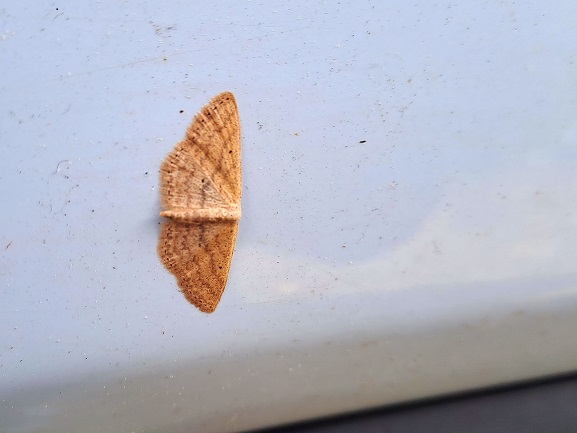 Scopula sp. (Geometridae)