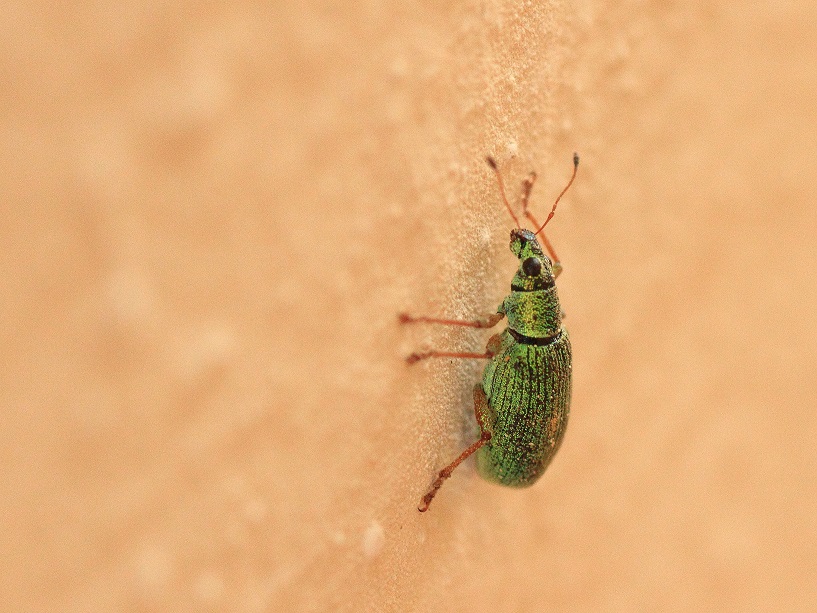 Curculionidae: Polydrusus da det.