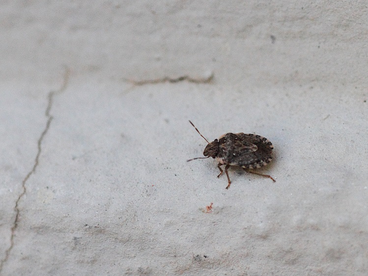 Pentatomidae:  Cimice asiatica/ Halyomorpha halys? No, Sciocoris sp.