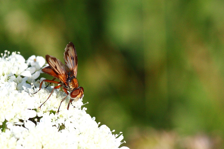 Sicus ?  No, Tachinidae: Ectophasia sp.