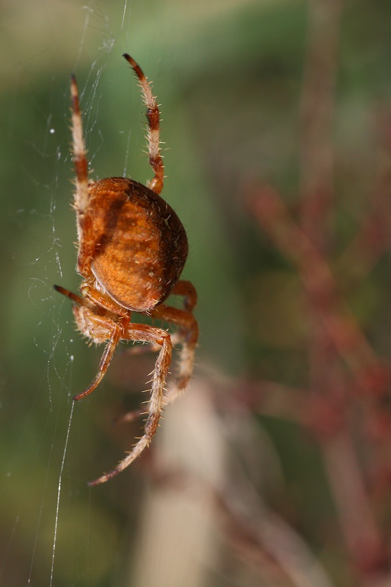 Araneus diadematus