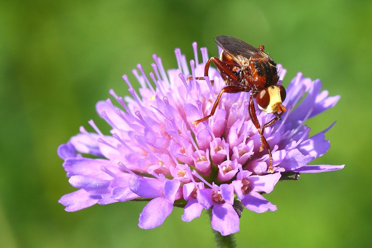 Milesia?  No, Conopidae: Sicus ferrugineus da confermare