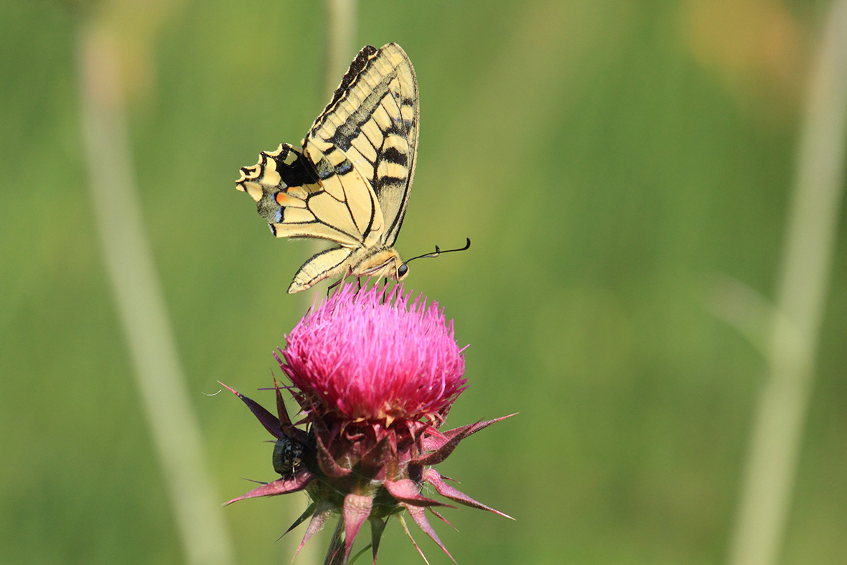 Papilionide ma quale?