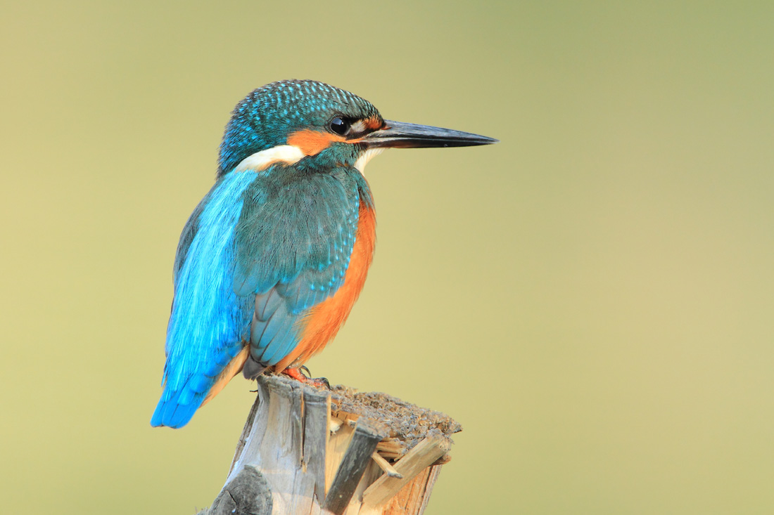 Blu,turchese e arancio