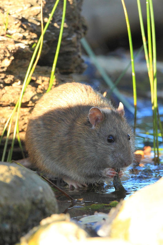 Rattus norvegicus - Parco della Piana (FI)