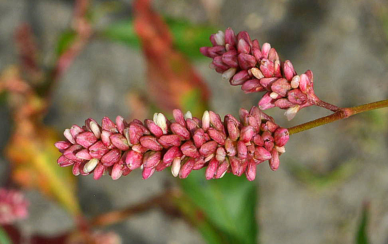 da determinare - Persicaria cfr. maculosa