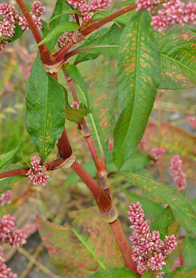 da determinare - Persicaria cfr. maculosa