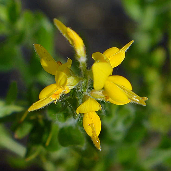 cfr. Genista germanica