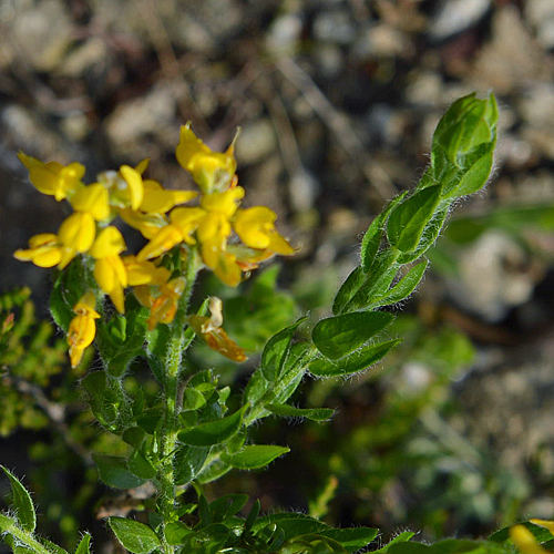 cfr. Genista germanica