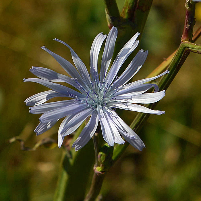 Asteracea da determinare