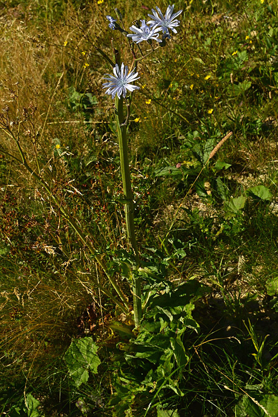 Asteracea da determinare