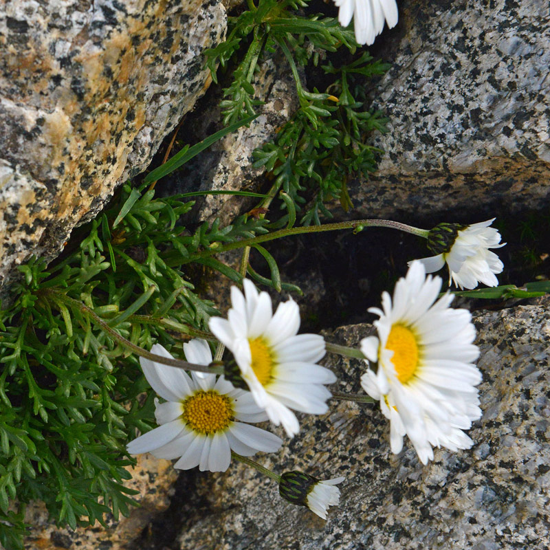 Leucanthemopsis alpina / Margherita alpina