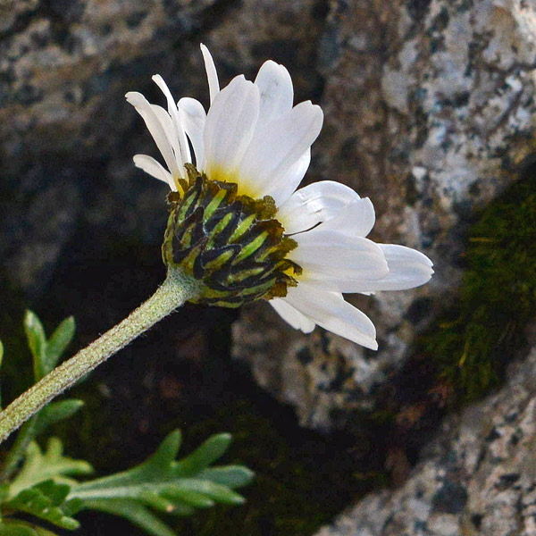 Leucanthemopsis alpina / Margherita alpina