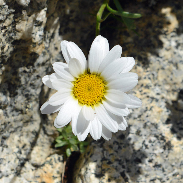 Leucanthemopsis alpina / Margherita alpina