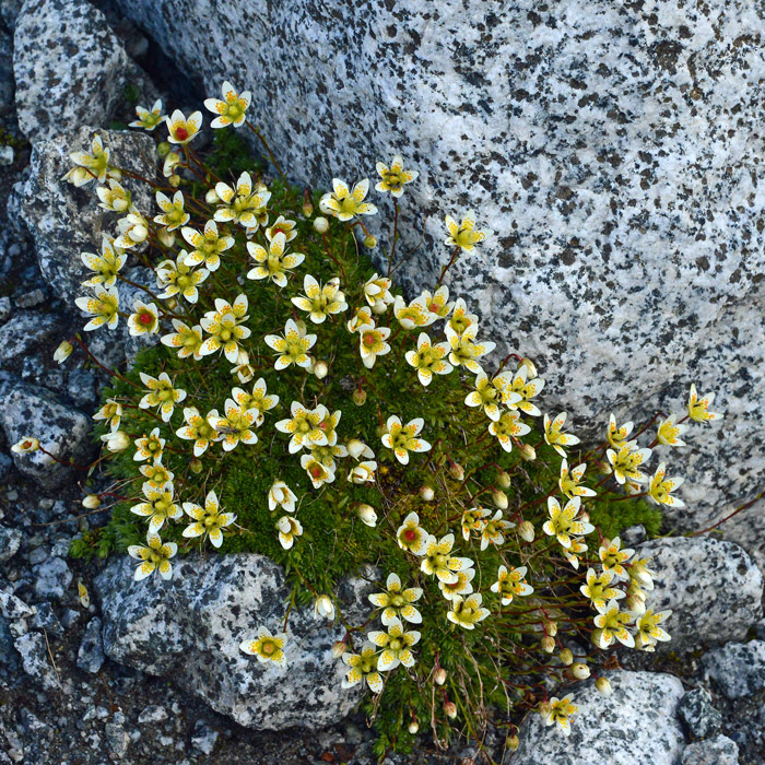 Saxifraga bryoides / Sassifraga brioide