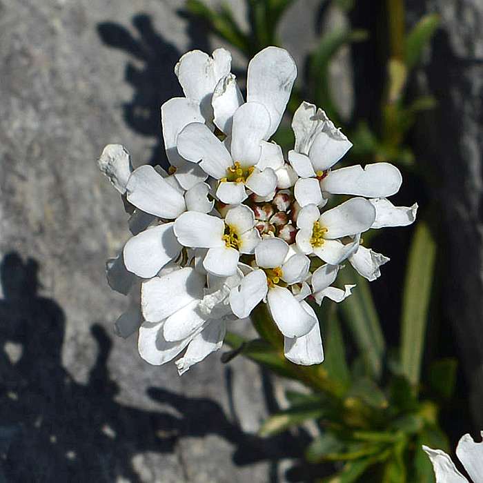 Iberis sempervirens