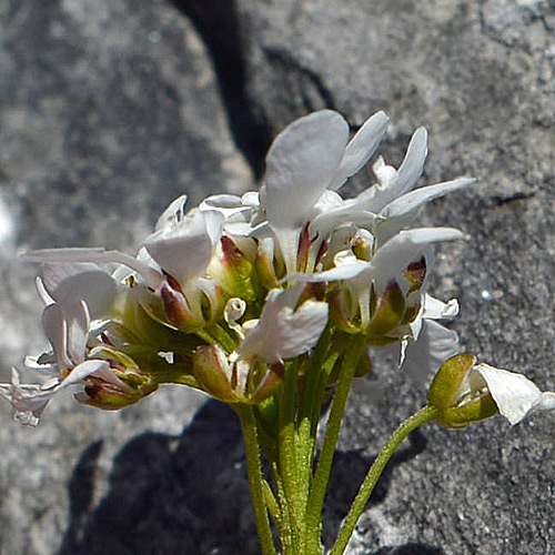 Iberis sempervirens