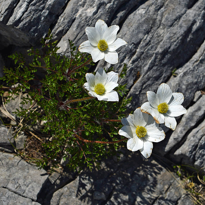 Pulsatilla alpina subsp. millefoliata