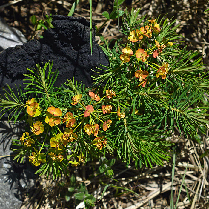 Euphorbia cyparissias