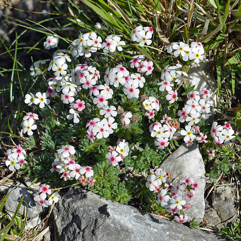 Androsace villosa / Androsace appenninica