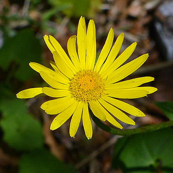 Doronicum columnae