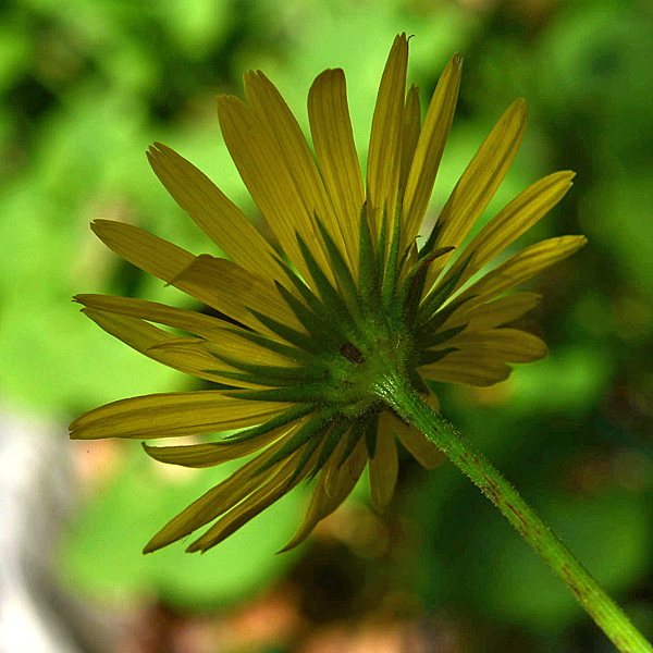 Doronicum columnae