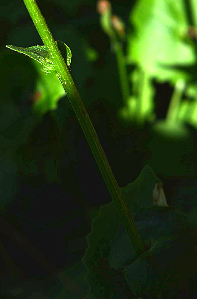 Doronicum columnae