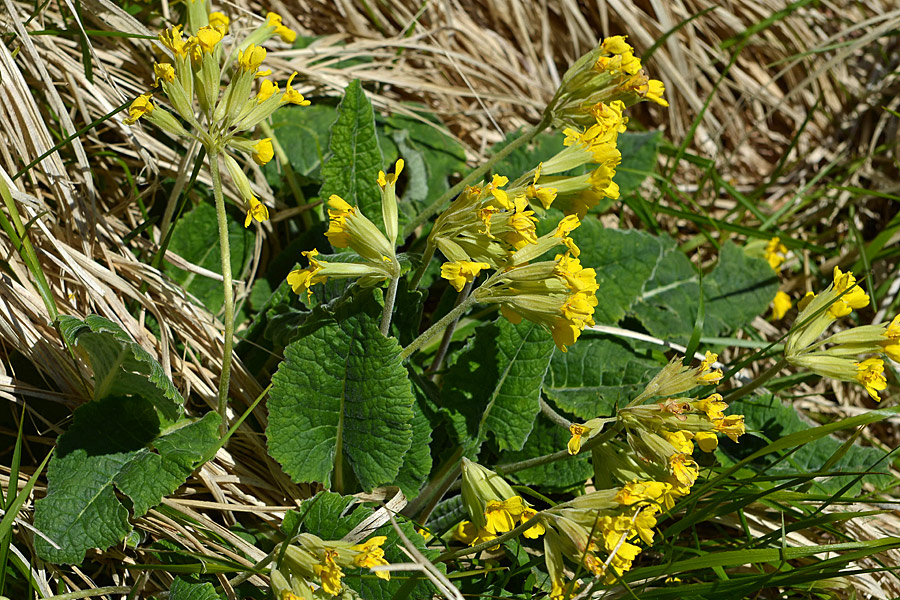 Primula veris