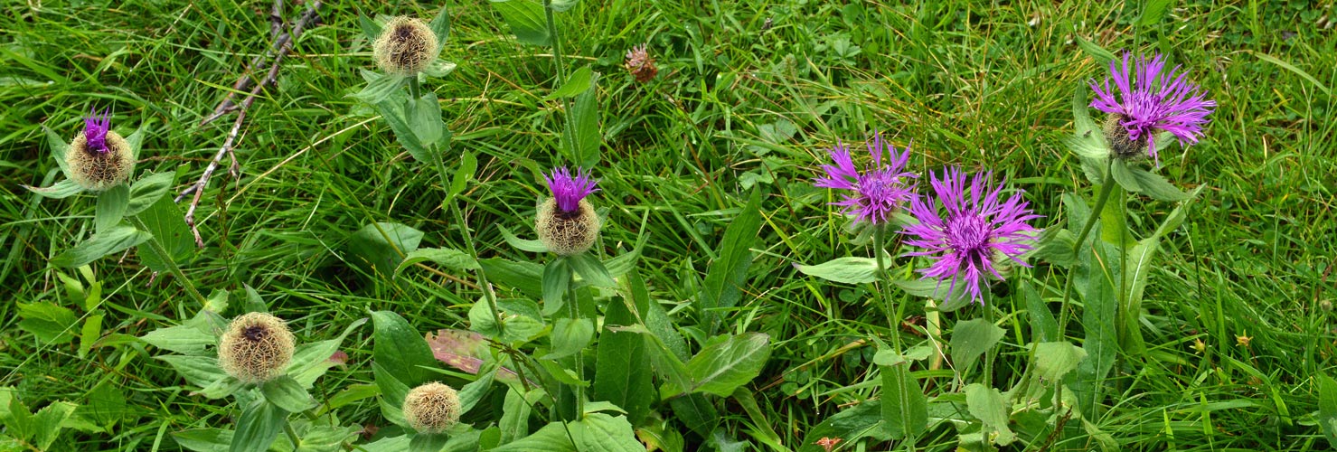 Centaurea nervosa / Fiordaliso alpino