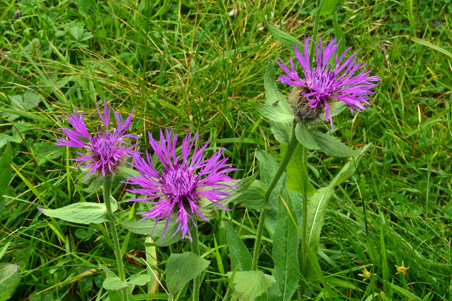 Centaurea nervosa / Fiordaliso alpino