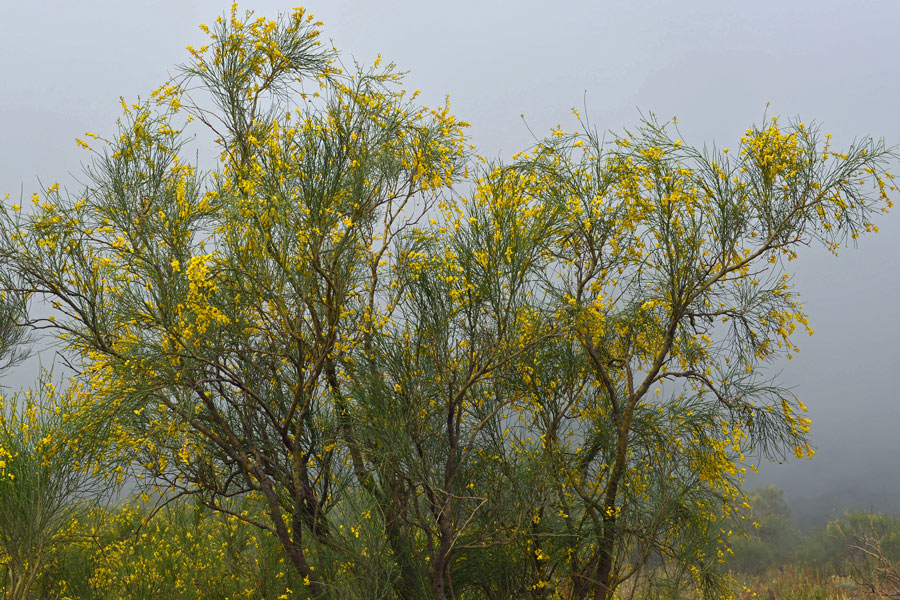 Spartium juncaeum