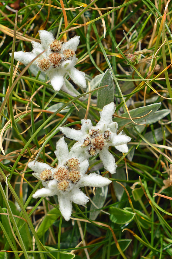 Leontopodium nivale / Stella alpina appenninica