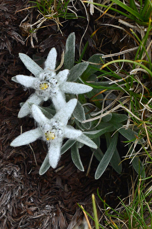 Leontopodium nivale / Stella alpina appenninica