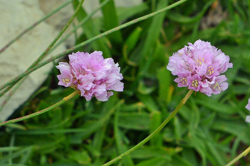 da determinare - Armeria sp.