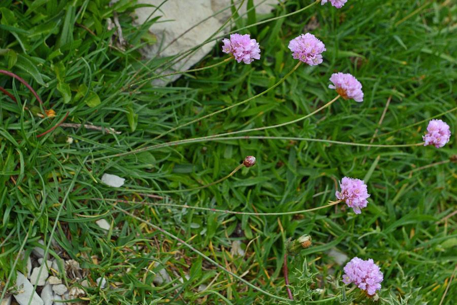 da determinare - Armeria sp.